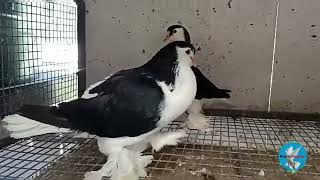 Maharashtra (Nandurbar) Fancy pigeons farm - Sale all fancy pigeons