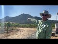 Grower Greg Schultz Talks About Wine Grapes