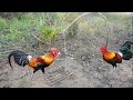 Primitive Technology : Easy Simple DIY Wild Chicken Trap Make From Wood Near The Mountain