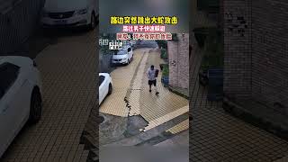 男子路上行走，突然被路邊跳出一條蛇攻擊！