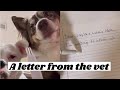 A Letter from the Vet