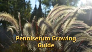 Pennisetum Growing Guide (Fountain Grass) by GardenersHQ