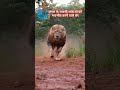 जंगल के राजसी राजाओं को भयभीत करने वाले शेर lion animals lionkingdom safari wildlife roar