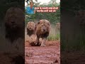 जंगल के राजसी राजाओं को भयभीत करने वाले शेर lion animals lionkingdom safari wildlife roar