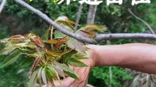 春天山上的野菜太多了，根本吃不完香椿蕨菜配上腊肉和鸡蛋 沉浸式体验春天的味道 香椿  农村美食  我的乡村生活 @金典官方旗舰店 打卡有机春天