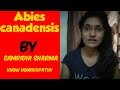 Abies Canadensis for Gastric Affections, Dyspepsia, Indigestion symptoms by samridhi sharma