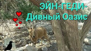 Эйн-Геди- дивный оазис Иудейской пустыни.Ein-Gedi Sinagogue.Israel