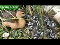 BudiDaya Dan Ternak Burung BeliBis dari Anakan Sehat-Sehat.. wilis bird