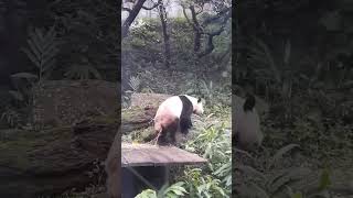 圓寶挑竹子挑了半天，最後去吃蘿蔔 #圓寶 #貓熊 #panda #動物園