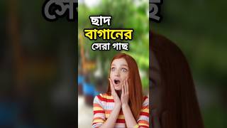 চায়না কমলা জিও ব্যাগ সেটাপ চারা প্রিমিয়াম কোয়ালিটি | ছাদ বাগানের জন্য সেরা চারা #bangladesh #fruit