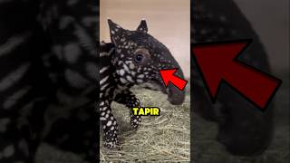 RARE AND ENDANGERED MALAYAN TAPIR HAS BORN😱😱😱 #animals #trending