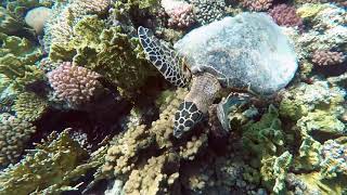 Schnorcheln mit Karettschildkröte - Three Corners Fayrouz Plaza Beach Resort House Reef