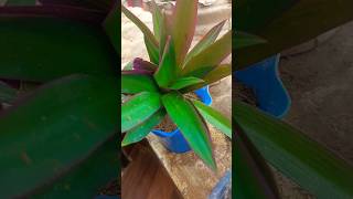 Moses in the cradle plant #youtubevideo #gardenplants #easyplant #shorts #video