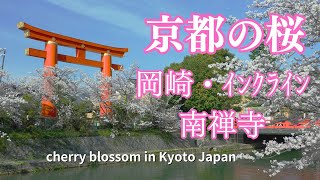 【京都・桜】満開桜名所/南禅寺/インクライン/岡崎公園 京都観光 Cherry blossoms in Kyoto Japan 京都旅行 写真撮影