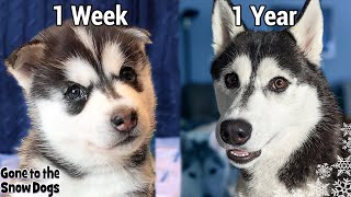 My Husky Puppy Growing Up 1 Week to 1 Year - Unseen Clips
