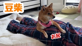 【豆柴】レスリング選手こうめ🐶飼い主のお尻でくつろぎタイム笑