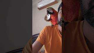 బబుల్ కొబ్బరి తిని ఆడుకుంటోంది | Macaw eating coconut and started playing