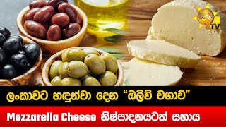 ලංකාවට හඳුන්වා දෙන 'ඔලිව් වගාව' - Mozzarella Cheese නිෂ්පාදනයටත් සහාය දෙන්න - Hiru News