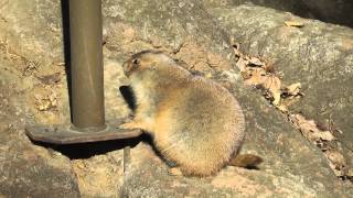 無警戒なプレーリードック　千葉市動物公園2014年12月14日 00213