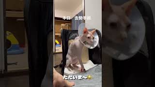 てんネロ😸ネロ、去勢手術をする😸