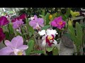 orchid heaven greenhouse tour