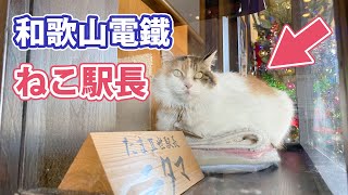 [Cat stationmaster] See the stationmaster of Wakayama Electric Railway, \