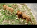 午前・午後の集合場所　gathering spot　〜 lion ライオン 〜　～ 多摩動物公園 ～