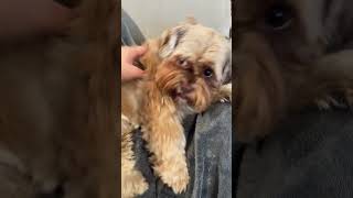 Shorkie fat | fluffy dogs | best videos | best small dogs | viral dogs | funniest videos | top pet