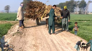 Unseen Village Life In Punjab Pakistan ||Full Traditional Culture In Punjab || Rural Village Life
