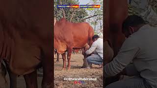 సాహీవాల్ ఆవులు తక్కువ ధరలో అమ్మకానికి కలవు#farming #dairyfarm #erragaddabuffalomarket #farmingvideos