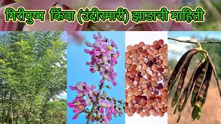 गिरीपुष्प  किंवा ( उंदीरमारी ) झाडाची माहिती ( Gliricidia Tree Information ), Gamal Tree