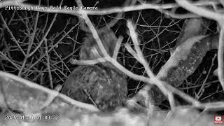 Hays Bald Eagles Sub adult roosts in the nest tree overnight, arrived at 17:22! 01-13-2025