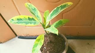 🔴altissma ficus|rubber plant|tips and care all information|farigardeningtips#garden