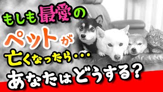 【ペット終活】～もしも最愛のペット（犬/猫）が亡くなったら… 何をしてあげればいいのか…あなたはどうする？～｛毎週金曜18時配信スタート！｝オーロラチャンネル vol.74