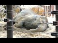 20230817 上野動物園　アジアゾウ①　午前中からお昼過ぎまで、寝相を変えてお昼寝しているスーリヤ　時々耳をパタパタしたり、鼻を動かす