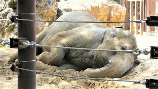 20230817 上野動物園　アジアゾウ①　午前中からお昼過ぎまで、寝相を変えてお昼寝しているスーリヤ　時々耳をパタパタしたり、鼻を動かす