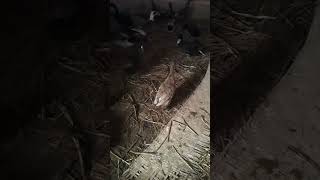 Unloading Ducks to Feed on Rice Paddies | Bird AAnd Animal P694