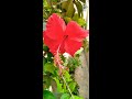 good day greetings hibiscus flowers bala s musings.