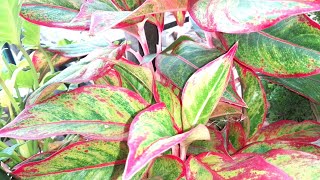 আমার বেলকনি বাগান পার্ট ২।My।Balcony Garden.Bangla.