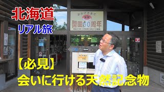 「釧路市丹頂鶴自然公園」。【必見】特別天然記念物の「タンチョウ」に会える。