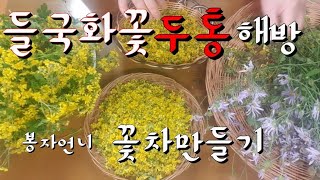 들국화꽃차만들기.들국화 향  베개속에 넣어보세요.수험생학생들에게 더욱 좋은 들국화 향~/전업주부/봉자언니bongja