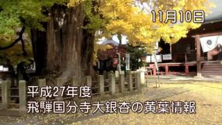 平成27年飛騨国分寺大銀杏の黄葉情報　11月10日