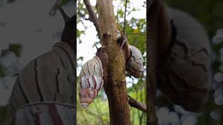 AMAZING TWO WHITE SNAIL CLIMBING TOGETHER 😀#amazing #nature #satisfying #snail #shorts