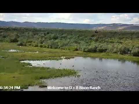 D & B Bison Ranch And Wildlife Live Stream - YouTube