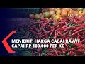 Akibat Gagal Panen, Harga Cabai Naik Hingga Rp 100.000 per Kilogramnya!