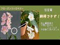 2022年6月18日　《フローズンストロベリー》１株で花色が変わる？　ラベル🏷に記載があれば…    今回は【向山蘭園】様にご協力を頂きました。　説明欄に『問い合わせ』の返信文面を載せてあります📝