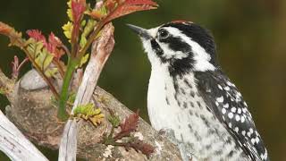 Nuttalls Woodpecker Bird Song Video: Bird Songs Western North America-Woodpecker Drumming Sounds