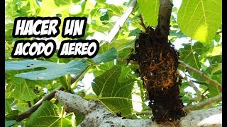 Como Hacer un ACODO AÉREO Paso a Paso (REPRODUCE CUALQUIER ÁRBOL) | La Huerta de Ivan