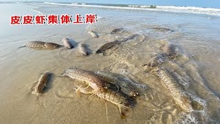 1685932213660今天赶海浪太今天赶海浪太大，一条接一条皮皮虾拍上岸，阿聪捡都捡不赢大今天赶海浪太大，一条接一条皮皮虾拍上岸，阿聪捡都捡不赢，一条接一条皮皮虾拍上岸，阿聪捡都捡不赢