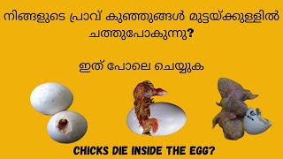 Pigeon chick Die inside the  Shell/നിങ്ങളുടെ പ്രാവ് കുഞ്ഞ് മുട്ടയ്ക്കുള്ളിൽ മരിക്കുന്നുണ്ടോ?